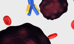 Rabbit Anti-Alpaca IgG[iFluor 488],pAb